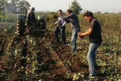 Vocne Sadnice iz Rasadnika Tojkić 03