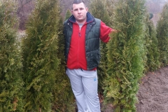 Sadnice tuje 01