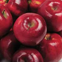 sadnice jabuke - jabuka red top