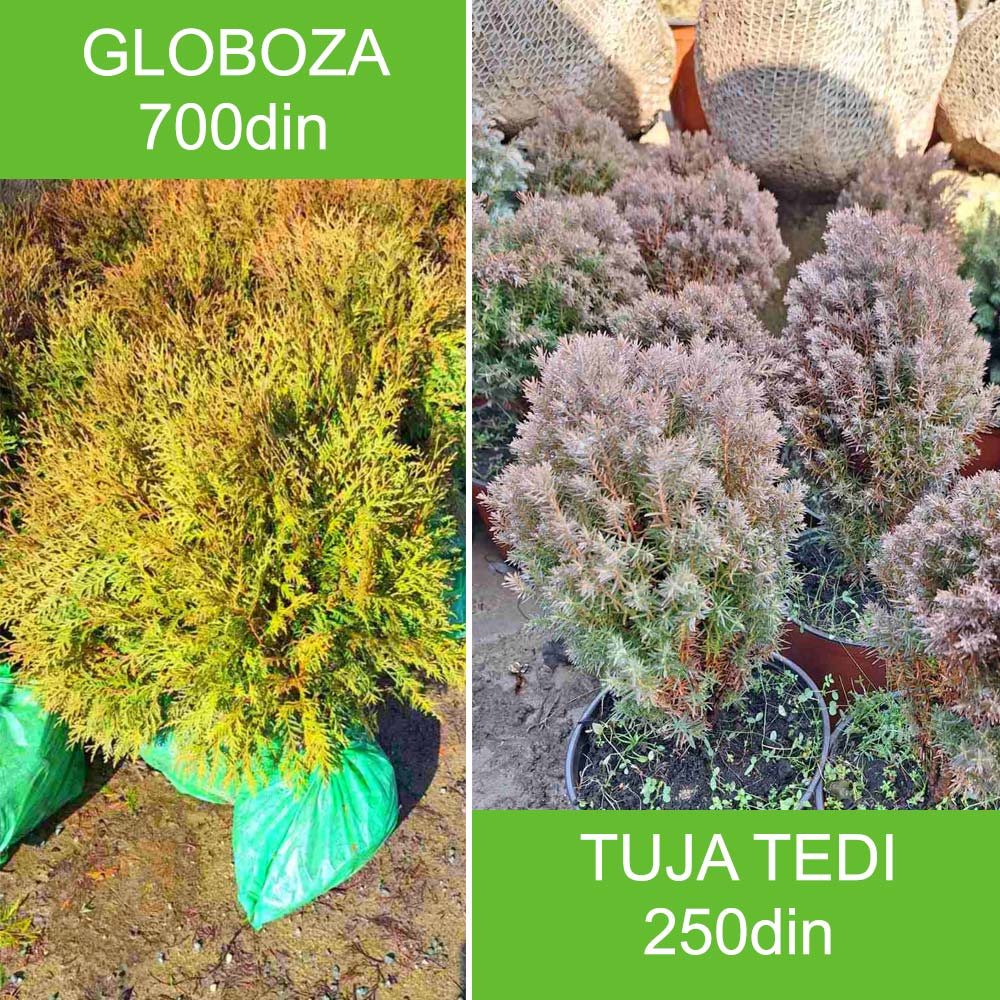 Tuje rasadnik Tojkic