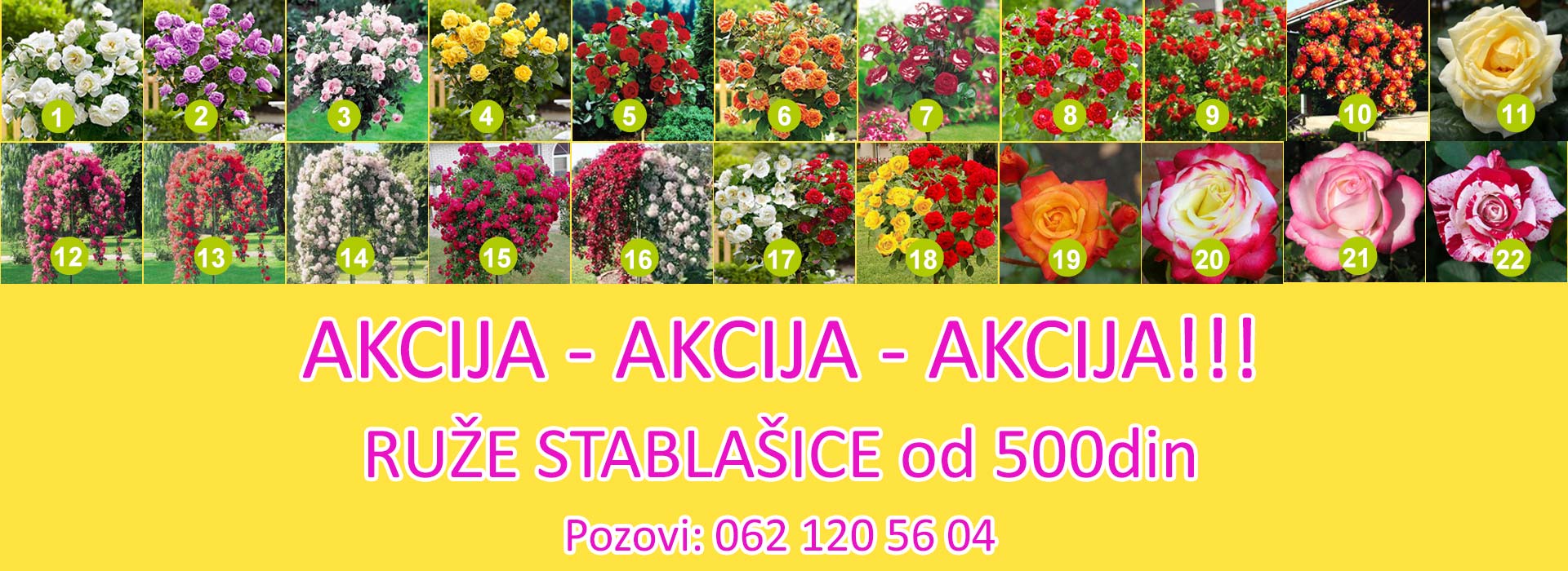 Ruže Stablašice akcija 2026 500din